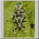 Phyllobius pomaceus - Ruesselkaefer 09.jpg